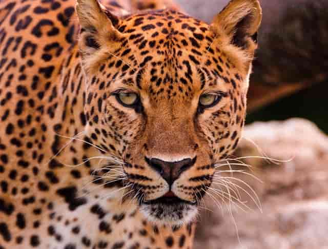 普通电动车折旧率高达52% 特斯拉Model 3仅为10.2%