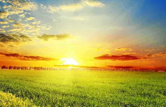 袖虎病猫攻略：猫咪肥胖知多少