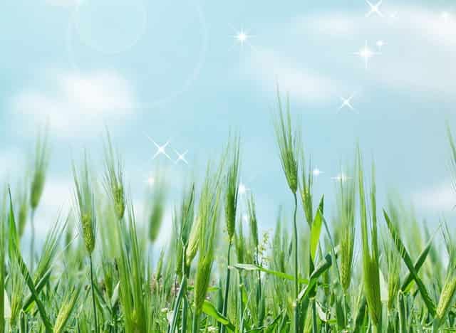 袖虎宠物研究：加盟店能不能赚钱？注意哪些骗局？