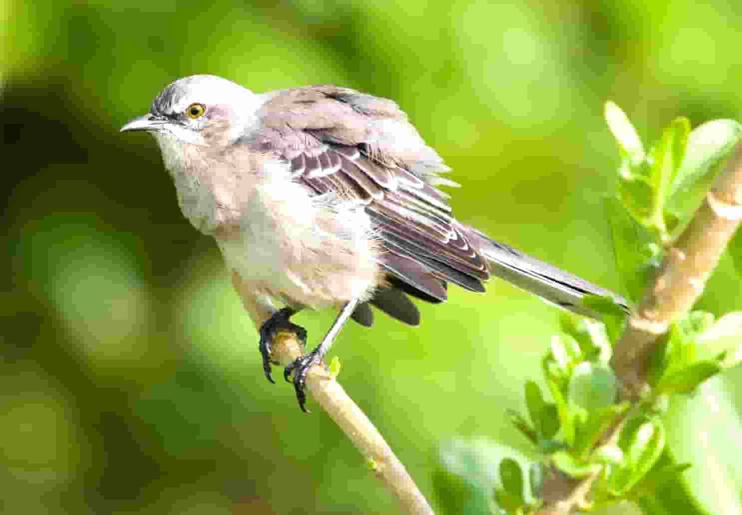 蔡嘉珍成功註冊理財規劃師，邁出專業領域新里程碑
