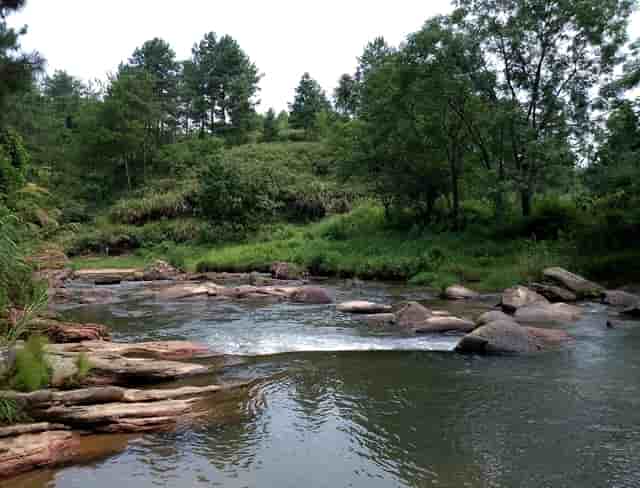 袖虎宠物解读宠物行业是否存在加盟骗局？