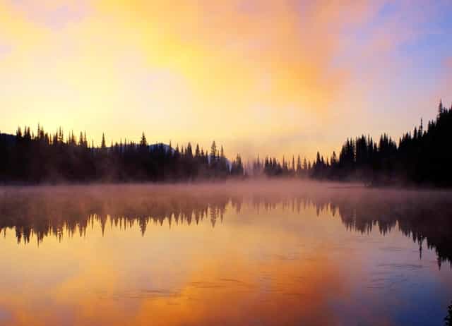 袖虎病猫攻略：猫不出门也会感染猫瘟吗？是！