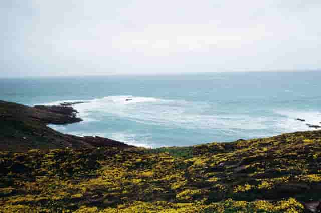 袖虎新养宠防坑：小心感冒变成猫鼻支