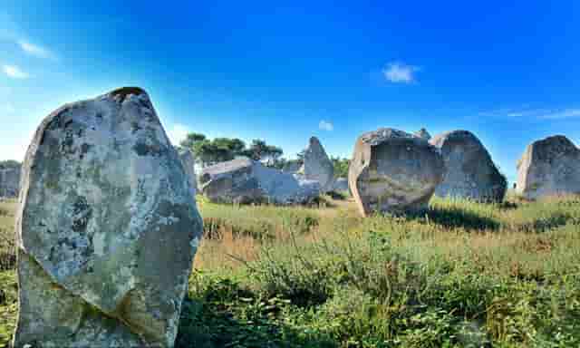 袖虎病猫攻略：猫咪发情原因