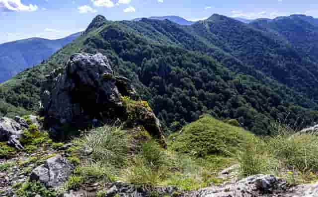 袖虎病猫攻略：猫咪感冒怎么办