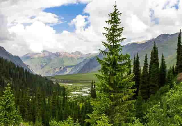 袖虎病猫攻略：猫咪秋季常患疾病